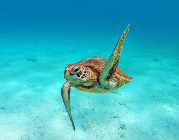 Tortue Tortue