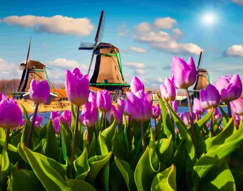 Pays Bas - Fleures Moulins Fleures Paysage Pays Bas