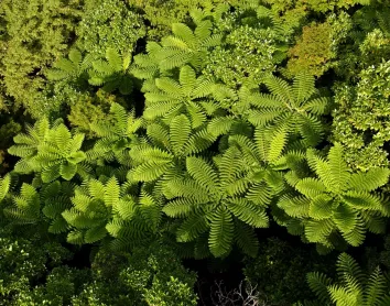 Fougères Fougères nature plantes paysage