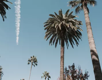 Los Angeles Palmiers Ciel